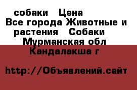 собаки › Цена ­ 2 500 - Все города Животные и растения » Собаки   . Мурманская обл.,Кандалакша г.